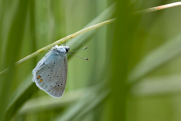 photo horizontale de la nature et de la faune insectes papillon bleu contrastant avec l'espace de fond vert pour la copie