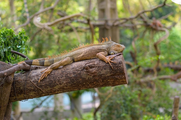 Photo d'iguane rouge dans le zoo