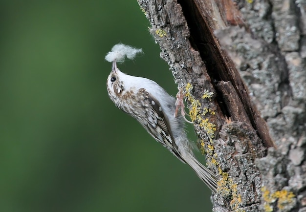 Photo inhabituelle arbre commun (Certhia familiaris) recueille du matériel pour la construction d'un nid. Vue rapprochée