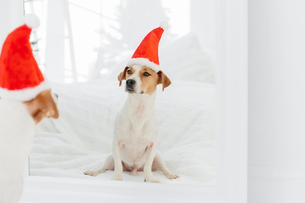 Photo d'intérieur de kack russell terrier porte un chapeau d'hiver symbolisant le Nouvel An regarde dans le miroir Le chien de race a une image du Père Noël Copiez l'espace sur le côté gauche