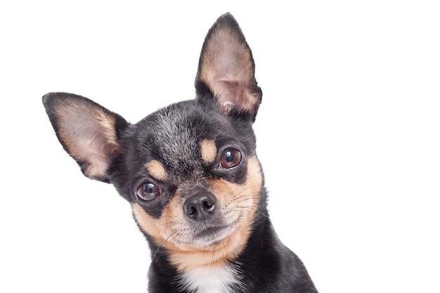 Photo isolée d'un chien Chihuahua sur fond blanc