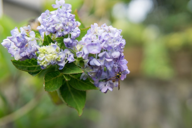 photo isolée de la fleur de lavande avec une petite perche d&#39;abeille dessus