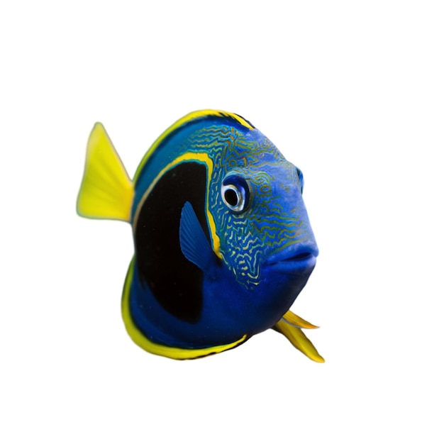 Une photo isolée d'un poisson bleu vibrant