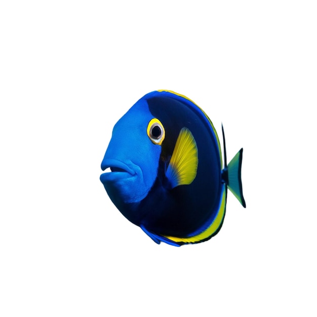 Une photo isolée d'un poisson bleu vibrant