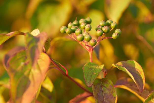 Photo de jardin Gros plan d'une plante de câpres de sureau crue poussant sur une tige ou une branche verte dans un jardin ou une arrière-cour avec un arrière-plan bokeh Détail de la texture d'un tas de fruits mûrissant dans la nature