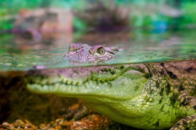 photo d'un jeune crocodile regardant hors de l'eau