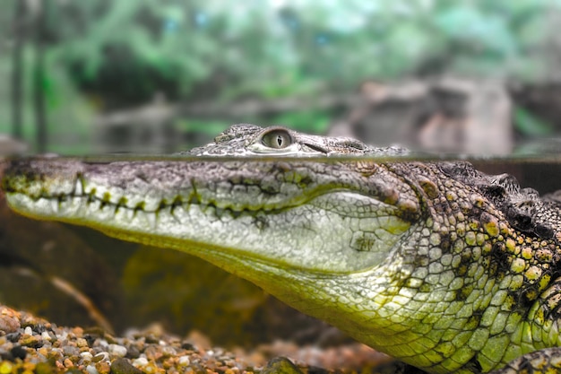 photo d'un jeune crocodile regardant hors de l'eau