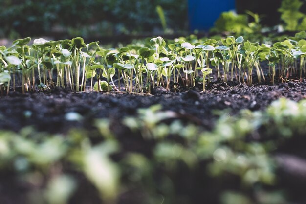 Photo de jeunes pousses dans le jardin dans le sol. Planter des légumes au printemps