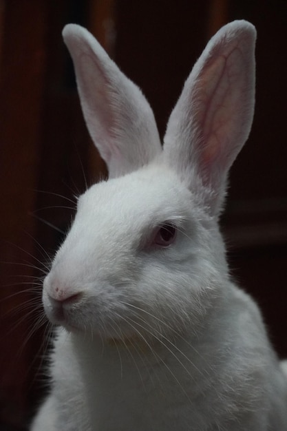 Photo de lapin mignon blanc