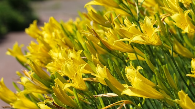 Photo de lis jaune vif avec des fleurs de mise au point sélective dans le jardin botanique grand format