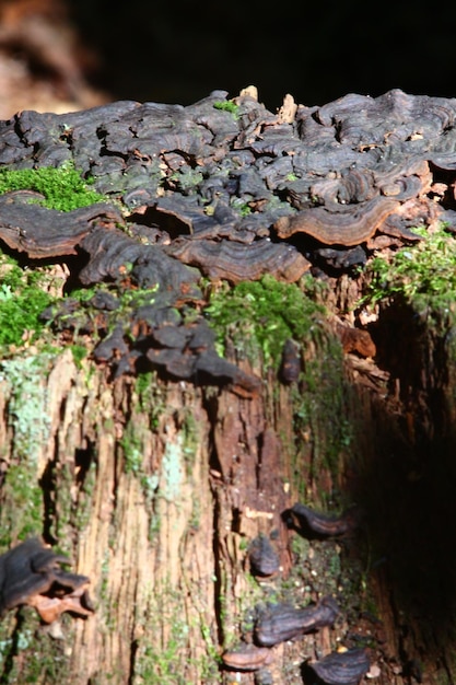 Photo photo de loisirs en plein air dans la forêt