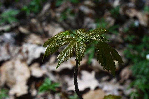 Photo photo de loisirs en plein air en dehors de la ville dans la forêt