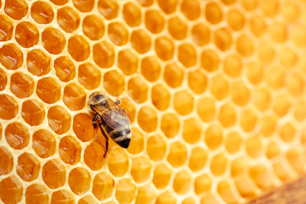 Photo macro d'abeilles qui travaillent sur l'apiculture en nid d'abeilles et l'image de la production de miel