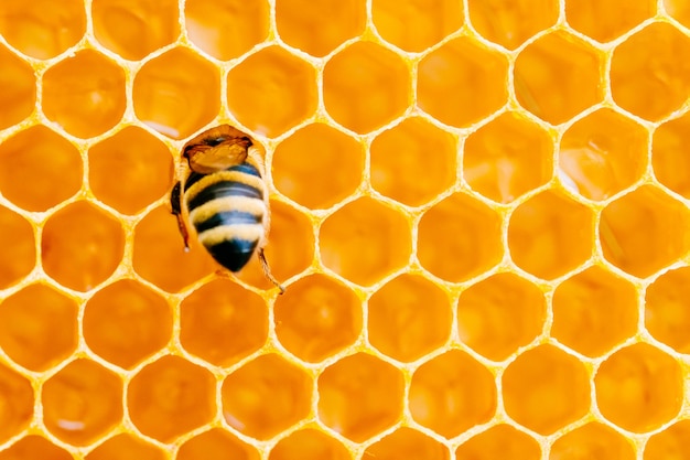 Photo macro d'abeilles qui travaillent sur les nids d'abeilles. Image de l'apiculture et de la production de miel.