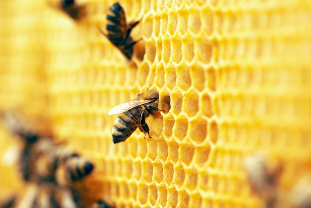 Photo macro d'abeilles qui travaillent sur les nids d'abeilles.