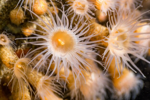 Photo macro d'une anémone dans l'océan Pacifique Nord-Ouest