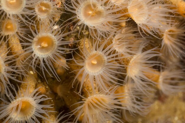 Photo macro d'une anémone dans l'océan Pacifique Nord-Ouest