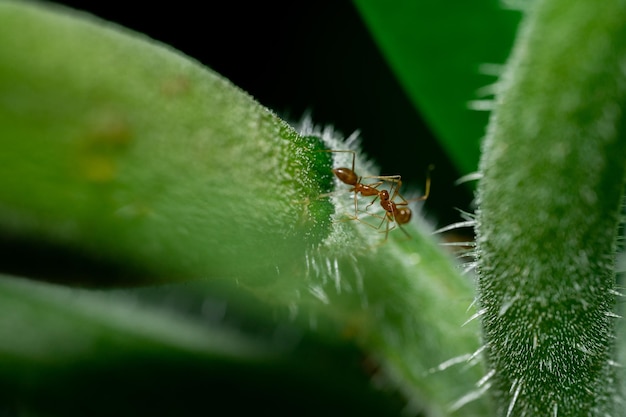 Photo macro animal fourmi rouge