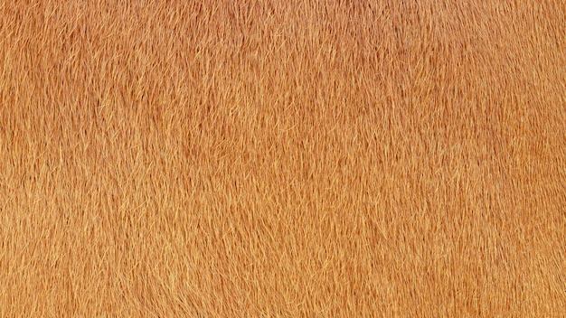 Photo macro détaillée de la peau de vache Texture d'un fond de manteau de vache marron