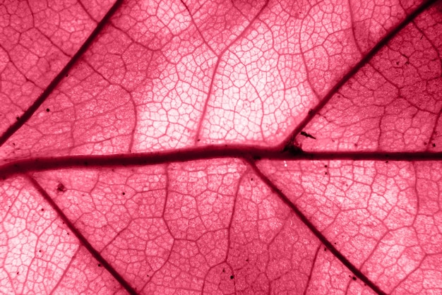 Photo macro du feuillage d'automne viva fond de texture de feuille magenta