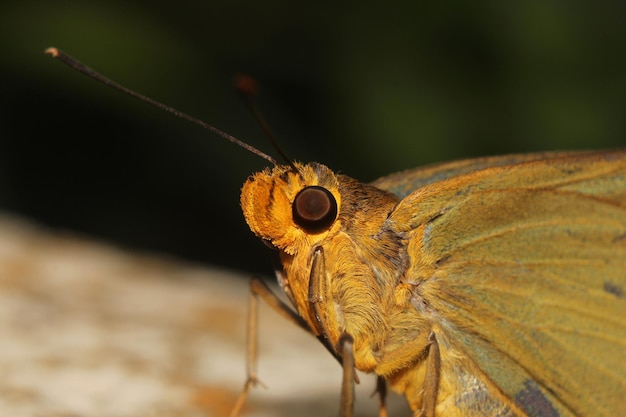 Photo photo macro du skipper moth