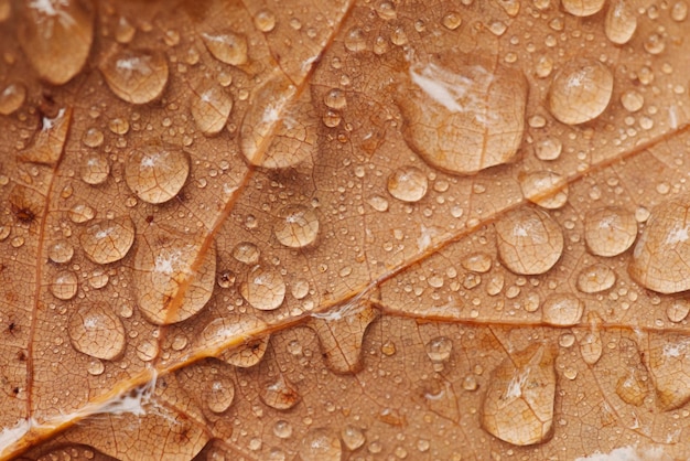 Photo macro de feuilles de chêne brun dans des gouttes d'eau Temps pluvieux en automne gouttes d'eau sur le feuillage