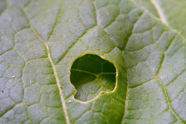 Photo macro de feuilles de légumes hydroponiques infectées par des poux et des acariens