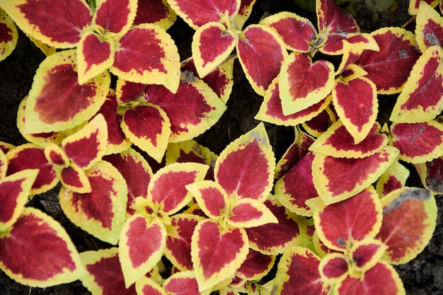 Photo macro de feuilles rouges.