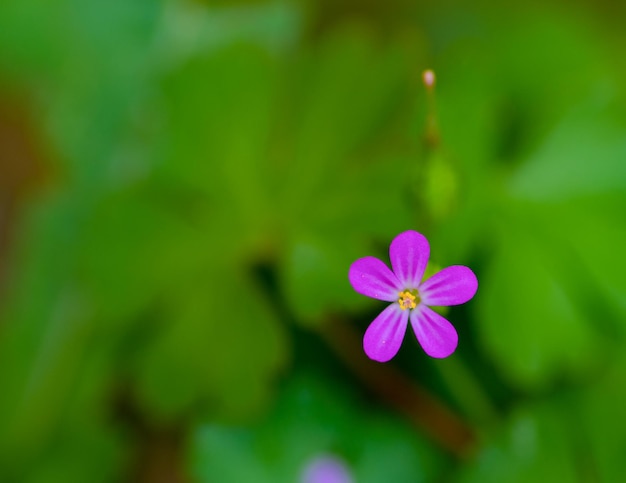 Photo macro d'une fleur de géranium purpureum (un petit rouge-gorge) sur fond vert.