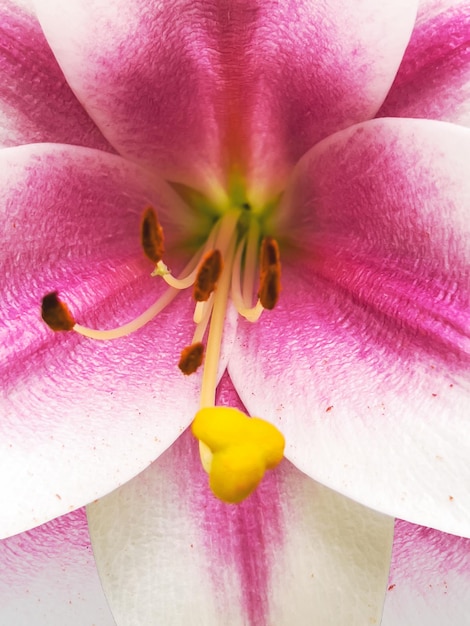 Photo macro de fleur de lys rose fond naturel