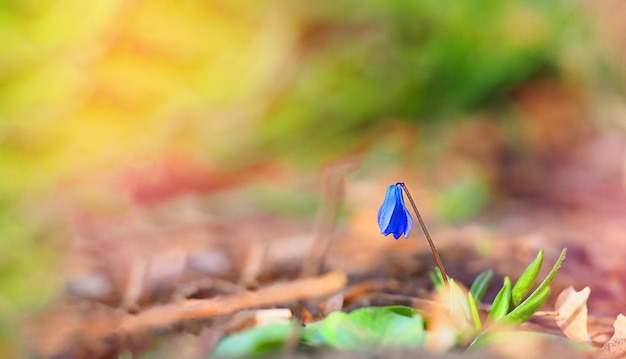 une photo macro de fleur de perce-neige bleu