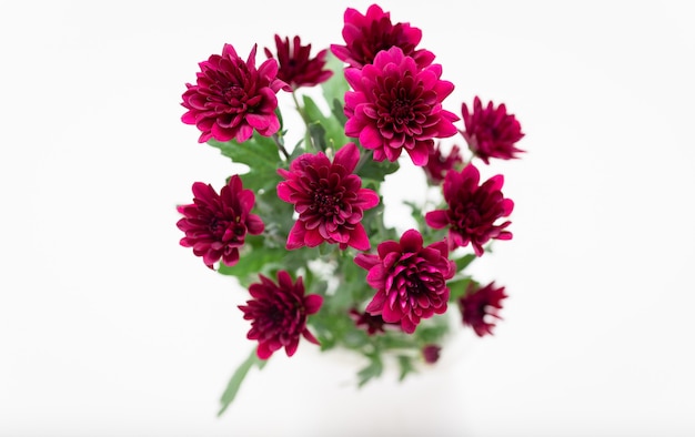 Photo macro d'une fleurs vibrantes dans un vase sur un fond blanc