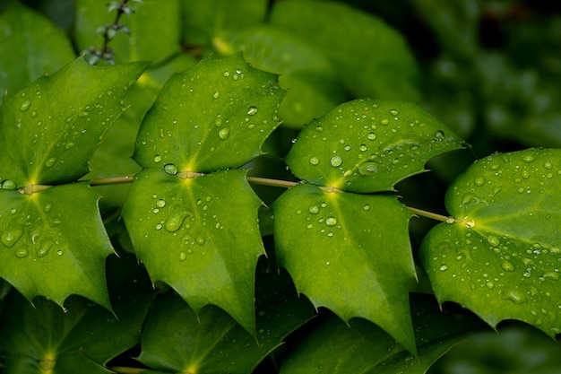 photo macro de gouttes d'eau sur des feuilles vertes