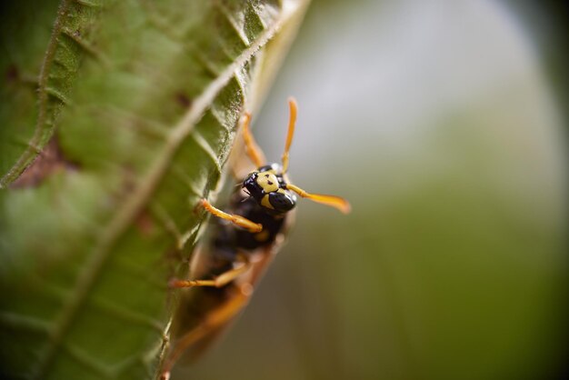 photo macro d'une guêpe jaune