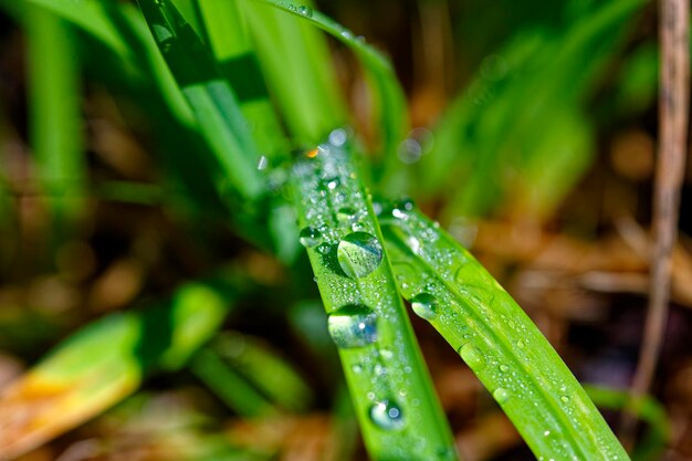 Photo macro d'une herbe et de gouttes de pluie photo rapprochée de gouttes d'eau