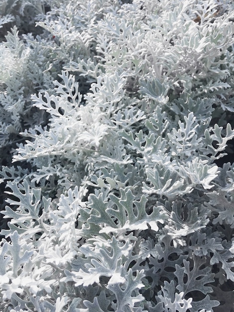 Photo macro de l'herbe à poux (anciennement connue sous le nom de Senecio cineraria ou Jacobaea maritima). La photo en gros plan des feuilles des plantes.