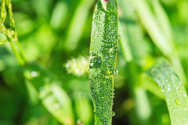 Photo macro d'herbe verte avec des gouttes de rosée dessus Nature macro