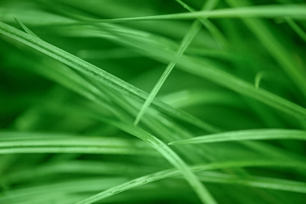 Photo macro d'herbe verte Partie focale mince de l'herbe La pelouse verte comme arrière-plan