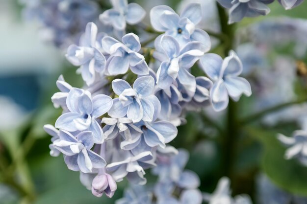 Photo macro d'un lilas en floraison précoce