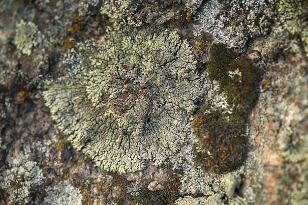 Photo photo macro avec motif abstrait de lichen sur la pierre