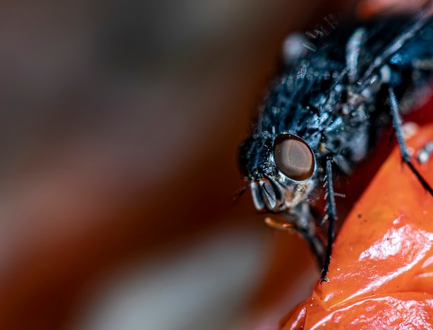 Photo macro d'une mouche domestique sur un légume rouge écologique