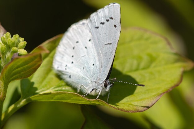 Une photo macro d'un papillon bleu perché sur une feuille