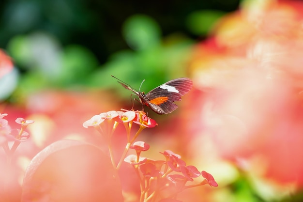 Photo macro d'un papillon