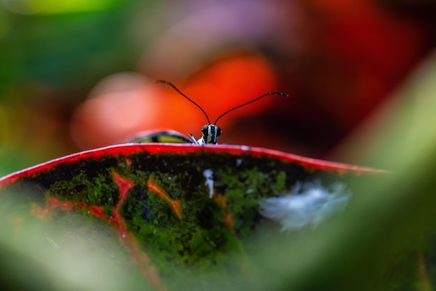 Photo photo macro d'un papillon