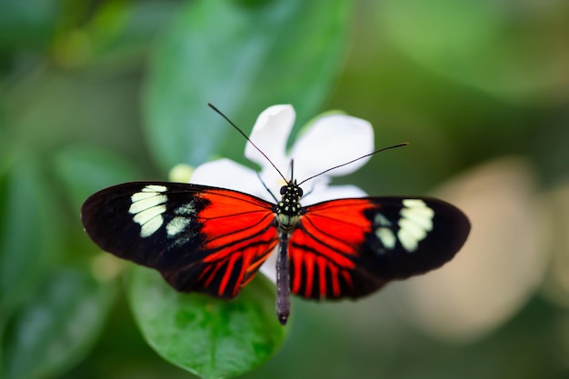 Photo macro d'un papillon