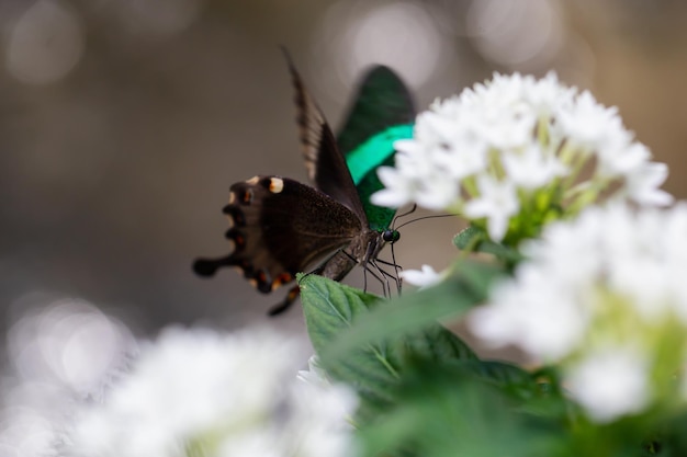 Photo macro d'un papillon