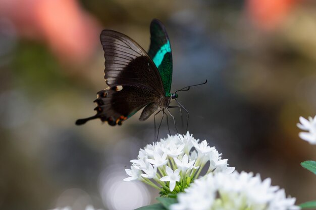 Photo macro d'un papillon