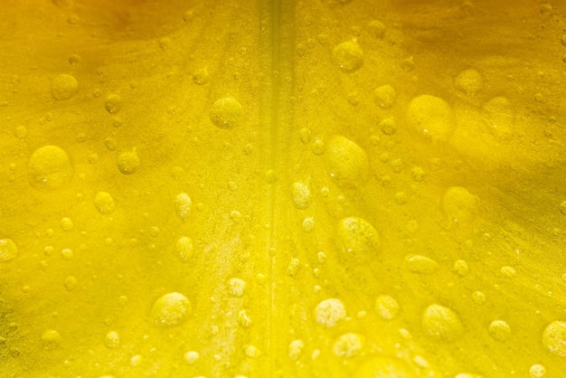 Photo macro d'un pétale jaune d'une fleur d'iris en gros plan de gouttes de pluie