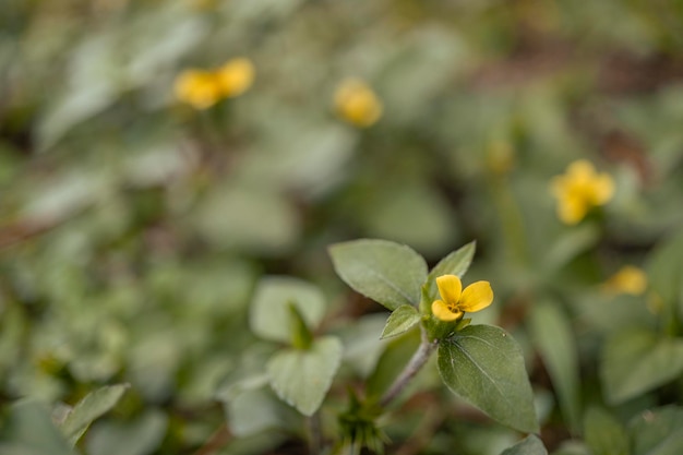 Photo macro de petite fleur jaune sur la forêt tropicale.