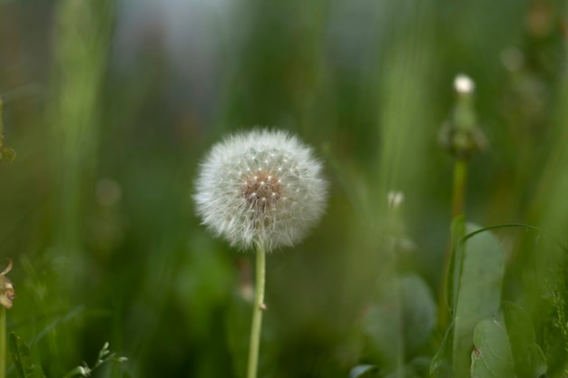 Photo en macro avec pissenlit blanc sur fond d'herbe verte